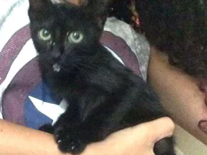 Gato raça não definida idade 2 a 6 meses nome Gatinho