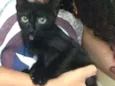 Gatinho
