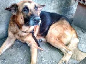 Cachorro raça Pastor Alemão idade 6 ou mais anos nome Sem Nome