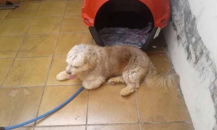 Cachorro ra a Holandês  idade 3 anos nome Hyron