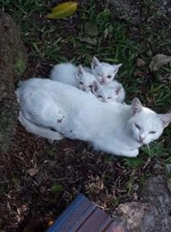 Gato ra a  idade Abaixo de 2 meses nome Sem nome