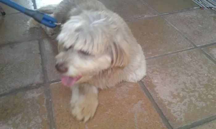 Cachorro ra a Holandês  idade 3 anos nome Hyron