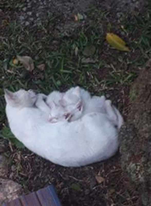 Gato ra a  idade Abaixo de 2 meses nome Sem nome