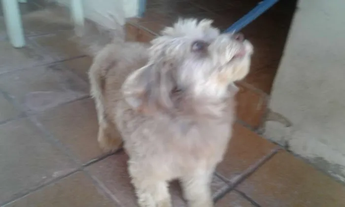 Cachorro ra a Holandês  idade 3 anos nome Hyron