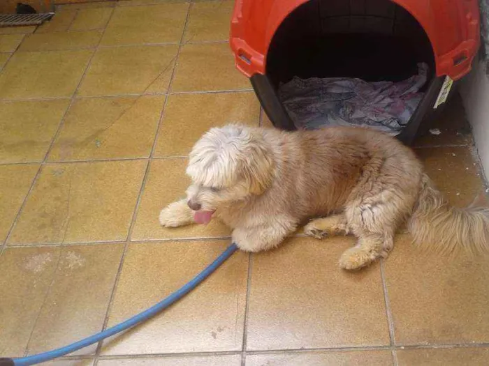 Cachorro ra a Holandês  idade 3 anos nome Hyron