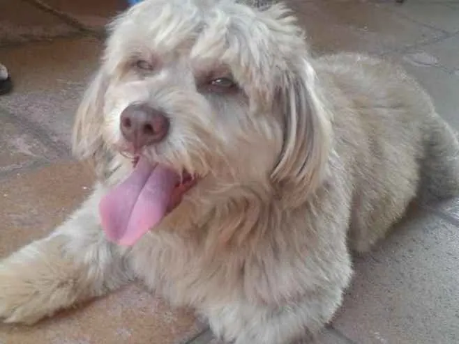 Cachorro ra a Holandês  idade 3 anos nome Hyron