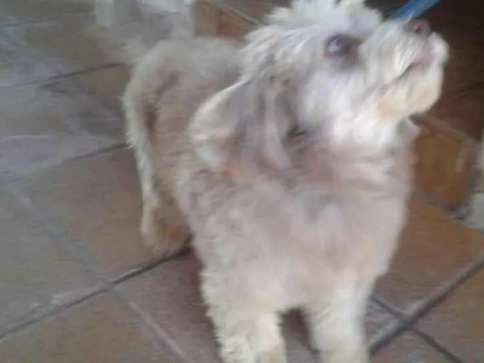 Cachorro ra a Holandês  idade 3 anos nome Hyron