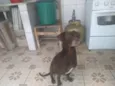 Cachorro raça SRD idade 5 anos nome RABITO