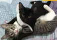 Rafa e Mateus