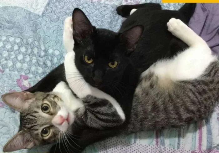 Gato ra a SRD idade 2 a 6 meses nome Rafa e Mateus