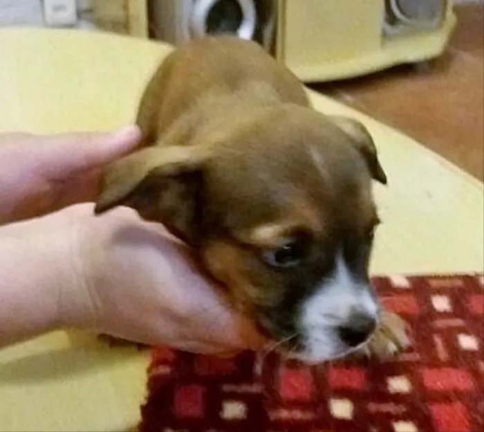 Cachorro ra a Sem raça definida idade Abaixo de 2 meses nome Sheldon