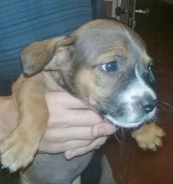 Cachorro ra a Sem raça definida idade Abaixo de 2 meses nome Sheldon