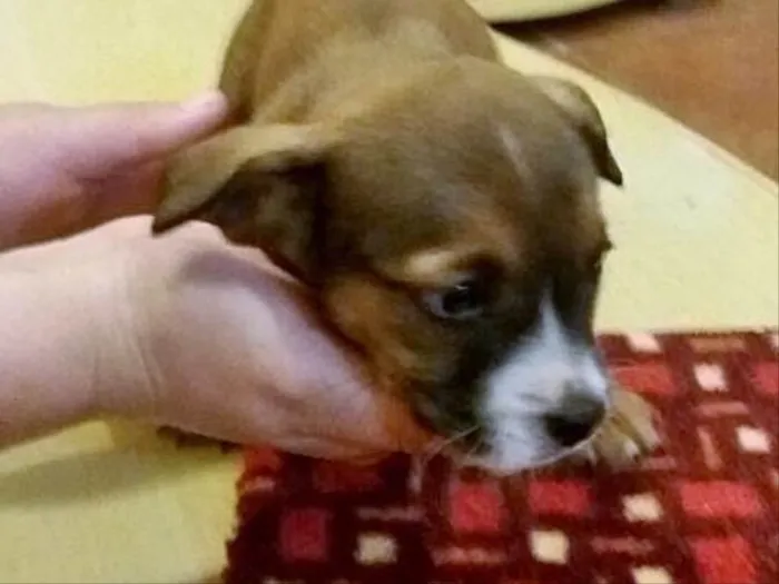 Cachorro ra a Sem raça definida idade Abaixo de 2 meses nome Sheldon