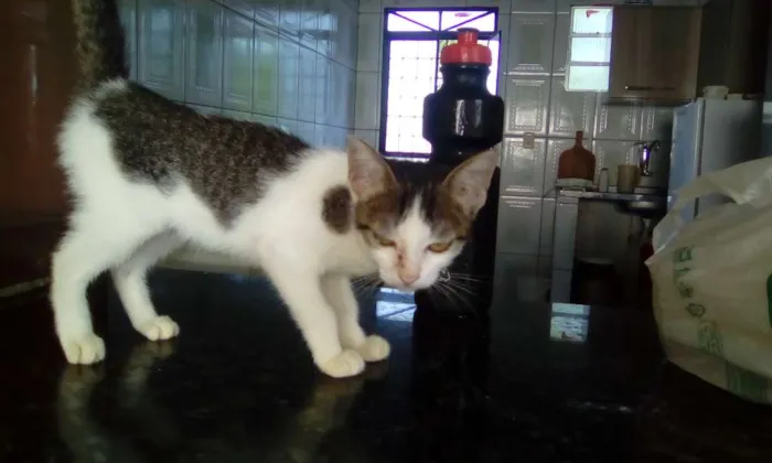 Gato raça vira lata idade 2 a 6 meses nome vitória