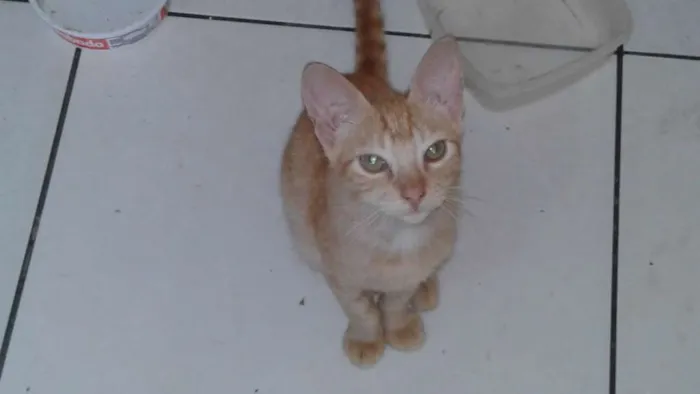 Gato raça vira lata idade 7 a 11 meses nome loiro