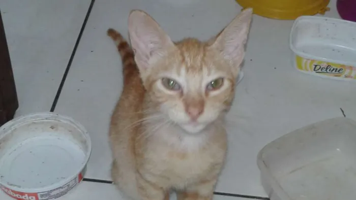 Gato raça vira lata idade 7 a 11 meses nome loiro