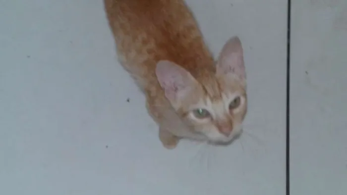 Gato raça vira lata idade 7 a 11 meses nome loiro