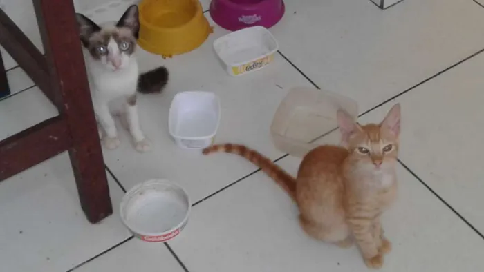 Gato raça vira lata idade 7 a 11 meses nome loiro