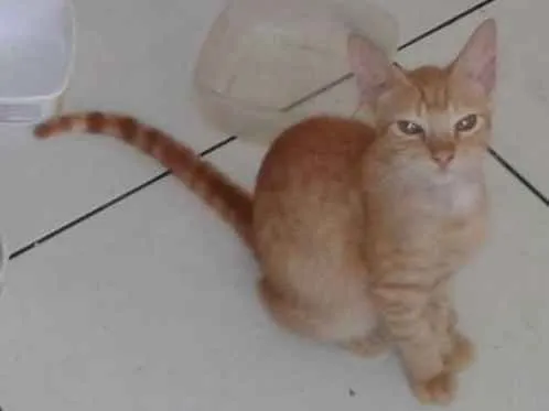Gato raça vira lata idade 7 a 11 meses nome loiro