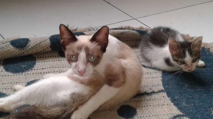 Gato raça vira lata idade 2 a 6 meses nome vitória