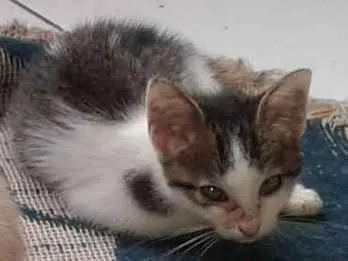 Gato raça vira lata idade 2 a 6 meses nome vitória