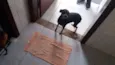 Susi