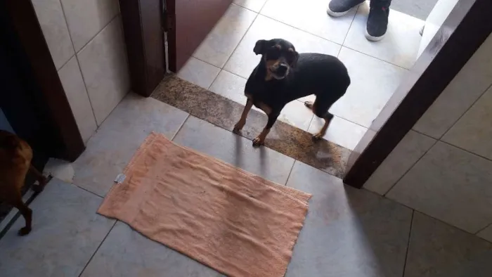 Cachorro raça Mestiça(pinscher com viralata) idade 4 anos nome Susi