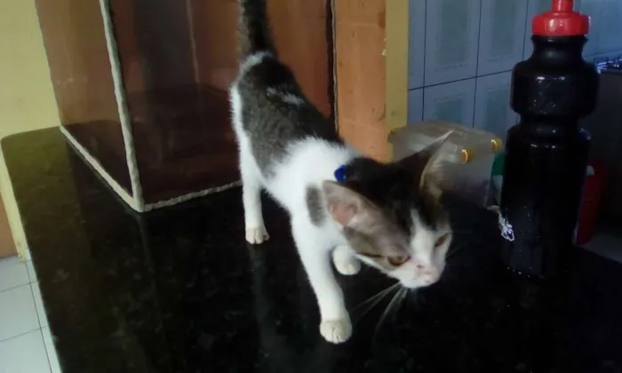 Gato raça vira lata idade 2 a 6 meses nome vitória