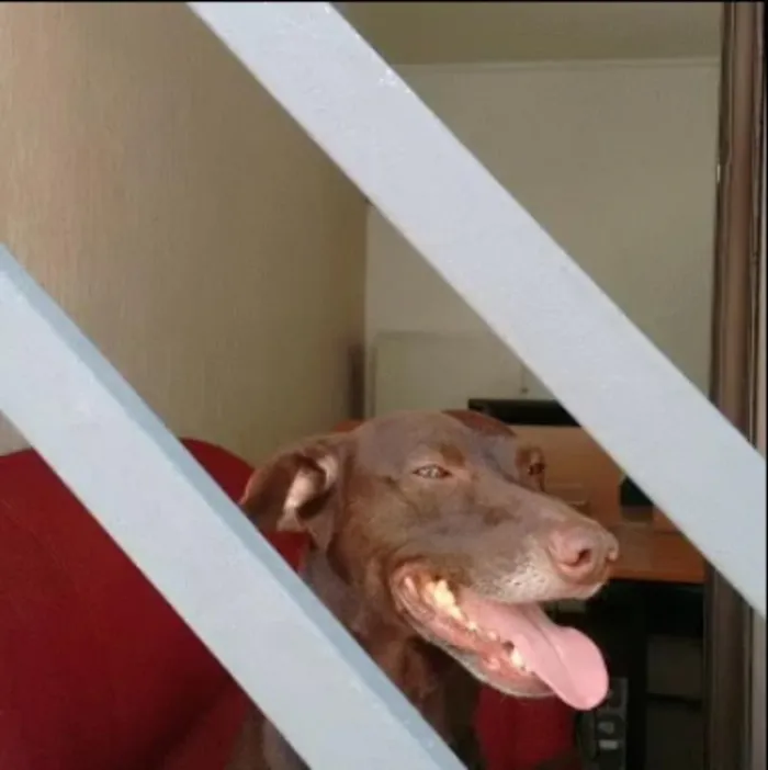 Cachorro raça SRD idade 5 anos nome RABITO