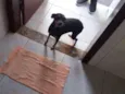Susi