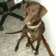 Cachorro raça SRD idade 5 anos nome RABITO