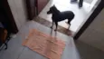 Susi