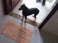 Susi