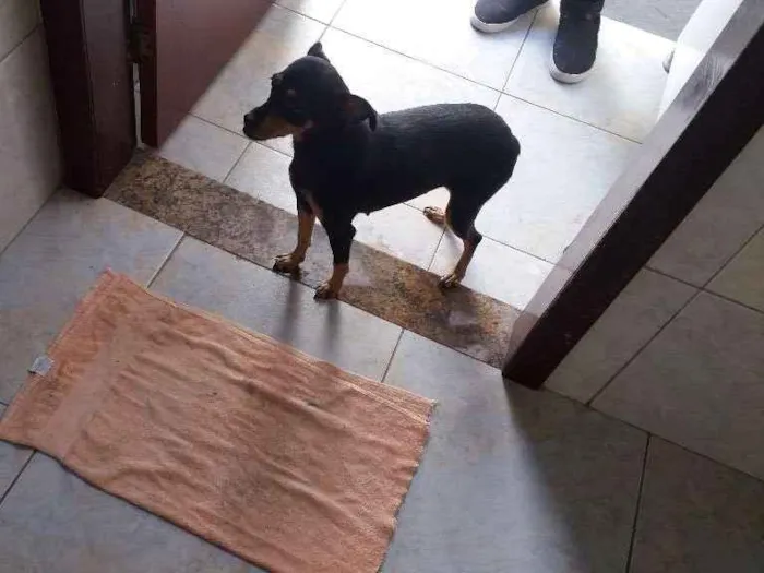 Cachorro raça Mestiça(pinscher com viralata) idade 4 anos nome Susi