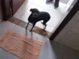 Susi