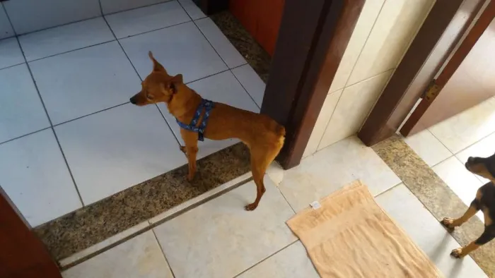 Cachorro raça Pinscher idade 5 anos nome Scooby