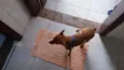 Scooby