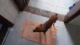 Scooby
