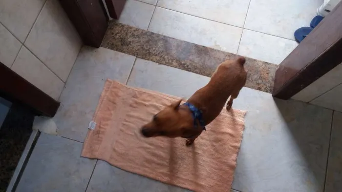 Cachorro raça Pinscher idade 5 anos nome Scooby