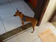 Scooby