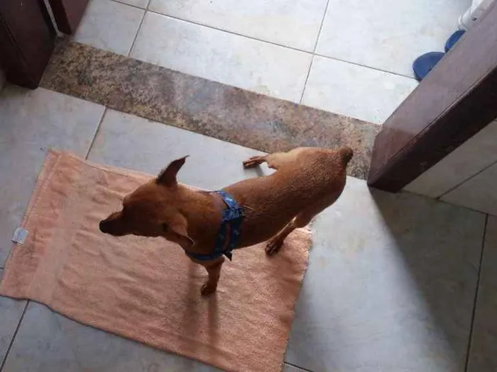 Cachorro raça Pinscher idade 5 anos nome Scooby