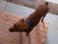Scooby