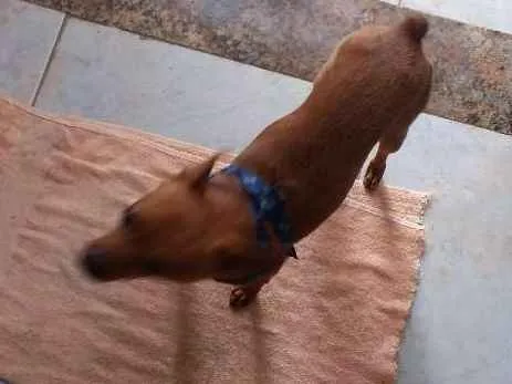 Cachorro raça Pinscher idade 5 anos nome Scooby