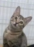 Mel
