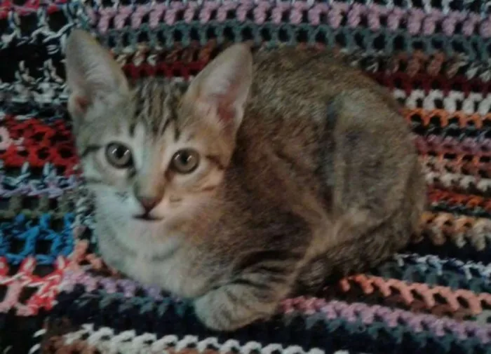 Gato ra a SRD idade 2 a 6 meses nome Mel