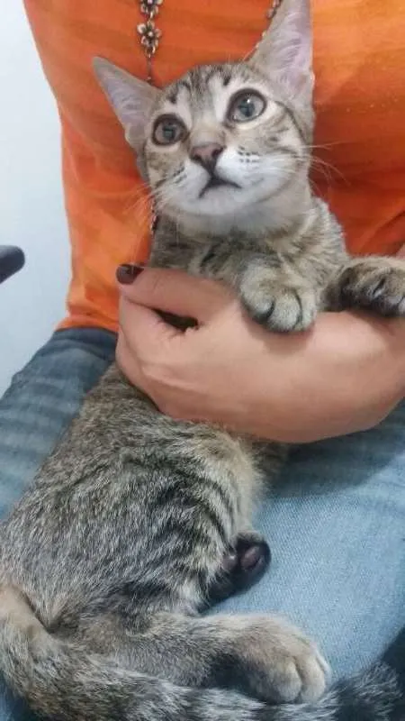Gato ra a SRD idade 2 a 6 meses nome Mel