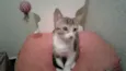Amora