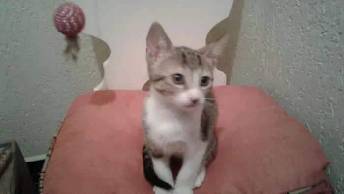 Gato ra a SRD idade 2 a 6 meses nome Amora