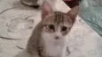 Amora
