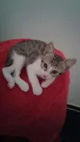 Amora